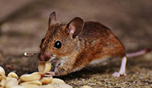 24 Hour & Emergency Exterminators in Wood Ridge, NJ